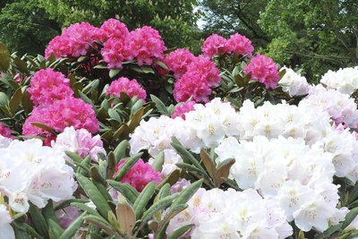 Im Reichenbacher Stadtpark wird ein Rhododendron gepflanzt, aus besonderem Anlass.