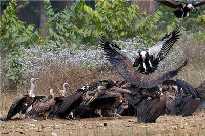 Bengalgeier fressen einen Kadaver, der in einem Naturschutzgebiet in Nepal für sie bereitgelegt wurde. Mit Hilfe örtlicher Gemeinden entstanden in dem Himalayastaat sogenannte Geierrestaurants, wo die Vögel mit unbelastetem Futter versorgt werden.
