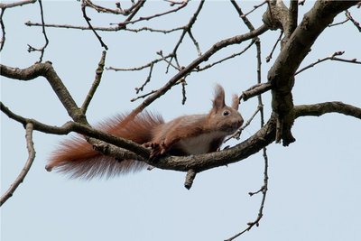 Ein Eichhörnchen späht aus einer Eiche. Auf der Beliebtheitsskala von uns Menschen rangieren die Nager ganz oben. Dazu tragen sicher ihre koboldhafte Gestalt mit fingerartigen Zehen an den kurzen Vorderbeinen sowie ihre tollkühnen Kletterkünste und das Männchenmachen bei. 