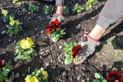 Die zarten Stiefmütterchen gehören zu den ersten Blumen, die im frühen Frühjahr den Barockgarten zieren.