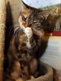 Katze