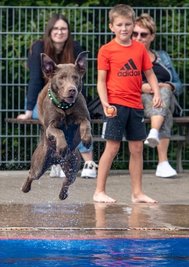 Der dreieinhalbjährige Labrador Gismo konnte gar nicht oft genug ins Wasser springen. 