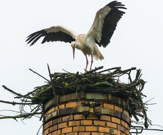 Mehr als 20 Meter hoch ist der Schornstein, auf dem derzeit ein Weißstorchpärchen Brutvorbereitungen trifft. Zum Fototermin ließ sich allerdings nur eines der Tiere blicken. 