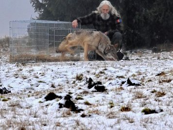 Der im September bei Johanngeorgenstadt verletzte und in der Tierrettungsstation Drosera in Bublava versorgte Wolf wurde wieder in die Freiheit entlassen. 