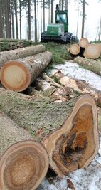 Beim Holzeinschlag im Schwarzenberger Schlosswald setzt ein Unternehmen aus Markneukirchen eine Vollerntemaschine ein. Vorn rechts eine von Hallimaschen befallene Fichte, in dem Waldstück ein Einzelfall.