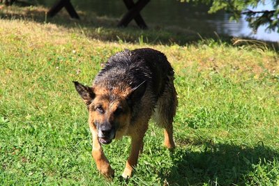 Nach ihrer Befreiung beschnupperte die augenscheinlich unversehrte Kira ihre Retter, bevor sie sich der unschönen Gerüche mit einem Sprung in den angrenzenden Teich entledigte.