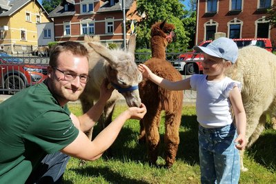 Nick Mosig mit Lama Anton und vier Alpakas bekam beim Schlossfest besonders von Kindern viel Aufmerksamkeit.
