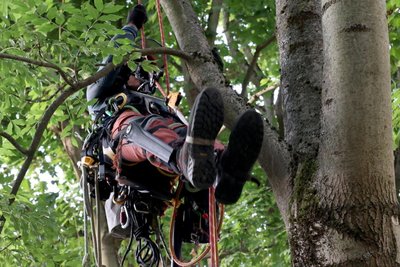 Professionell ausgestattet, hat sich ein Anwohner im Baum verschanzt.