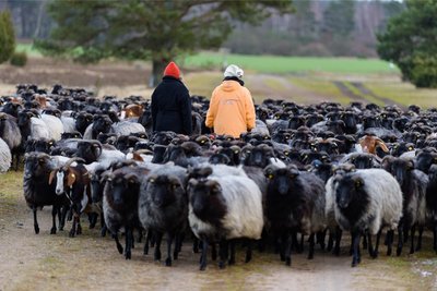 Wer quer durch die Lüneburger Heide auf dem Heidschnuckenweg wandert, wird auf die eine oder andere Heidschnuckenherde oder Ziegen treffen.