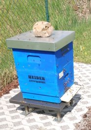 In Blau: Hochbetrieb am Ein- und Ausflugloch der privaten Bienenbeute, die seit Kurzem auf einer extra dafür angelegten Fläche mit Wabengitterplatten im Gelände der Firma GfS im Gewerbepark Neuwelt in Schwarzenberg steht. 