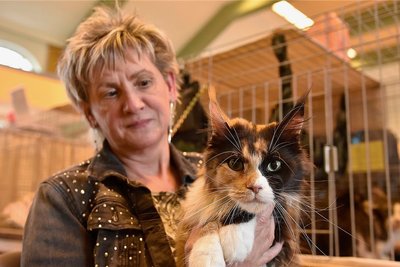 In der Vogtlandsporthalle Oelsnitz konnten 260 Katzen in 20 Rassen begutachtet werden. Mit dabei war Annett Feustel aus Plauen mit ihrer Maine-Coon-Katze. 