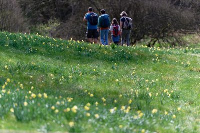 Bei einer Wanderung auf dem Eifelsteig gibt es hinter jeder Ecke etwas zu entdecken, doch im Frühjahr lohnt sie besonders, wenn wie hier bei Monschau die Narzissen im Perlenbachtal blühen.