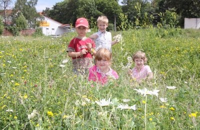 Blumenpracht im Vorjahr
