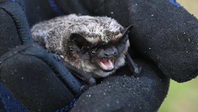 Experte Joachim Frömert zeigt eine Fransenfledermaus - 8 Gramm leicht und 30 Millimeter lang. Sie lebt in Baumhöhlen und Gebäuden.