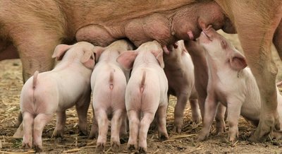 Dicht an dicht saugen Ferkel an den Zitzen einer Sau. Der Bauernverband hat gestern ein Leitbild für die Nutztierhaltung beschlossen.