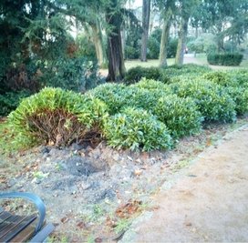 Unbekannte haben Rhododendren ausgegraben. 