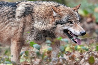 Ein Wolf - hier in einem Wildpark - hat im oberen Vogtland ein Schaf gerissen.