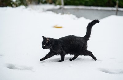 Nachts lief die Katze über den zugefrorenen Teich auf eine kleine Insel. Als das Eis tagsüber schmolz, war sie in dem Entenhaus gefangen.