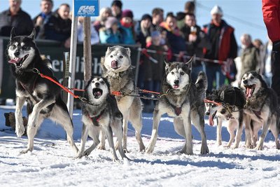Schlittenhunde haben einen ausgeprägten Bewegungsdrang.