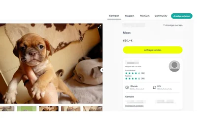 Aktuell werden mehrere Hunde und Hundewelpen aus der Erdmannsdorfer Zucht zum Kauf angeboten, unter anderem im Onlineportal „Deine Tierwelt“. Die Preise bewegen sich zwischen 300 und 900 Euro.
