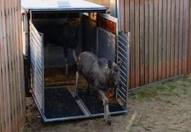 Raus aus der Transportbox, rein ins Moor: Fünf Elche kamen am Freitag in Jütland an.