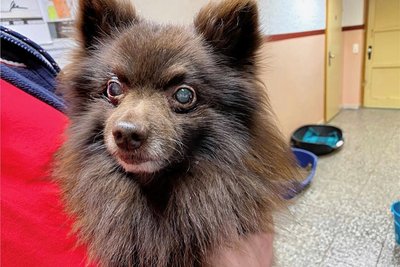 Für den fast blinden Mischka sucht das Tierheim Freiberg ein neues Zuhause. 