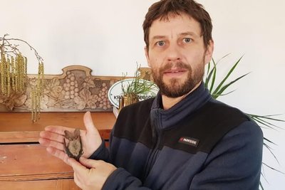 Thomas Müller vom Oberlauterbacher Umweltzentrum mit einem präparierten Braunen Langohr. Zwei lebende Exemplare dieser Unterart überwintern dort.