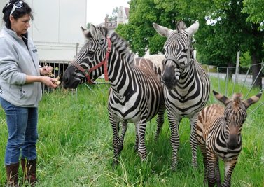  Zebra