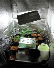 In einem Foliezelt hatte der 23-jährige Beschuldigte aus Rochlitz Cannabis-Pflanzen gezüchtet.