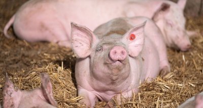 Ob im Wohlfühlstall wie hier oder in Massenzucht: Die einzelnen Teile von Schweinen gehen nach der Schlachtung und Zerlegung der Tiere ganz unterschiedliche Wege. Ein Großteil davon, etwa Pfötchen, Schnauzen, Schwänze, Ohren und Innereien, gehen in den Export, vor allem nach Asien. Dafür importiert Deutschland etwa Schnitzel und Schinken.