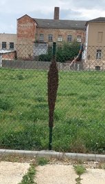 Bienenschwarm nahe der Freifläche zwischen Petersstraße und Skaterpark. 