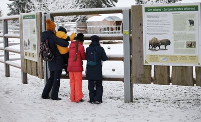 Das neu gestaltete Wisentgehege ist bei den Tierpark-Besuchern sehr beliebt. 