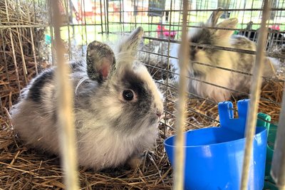 So ein Löwenkopfkaninchen finden vor allem die Kinder toll, in Rochlitz sind mehrere Tiere dieser Rasse zu sehen.