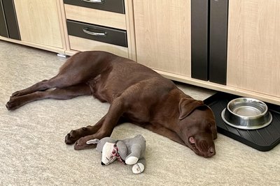 Kita-Hund Bella nach der Spielstunde.