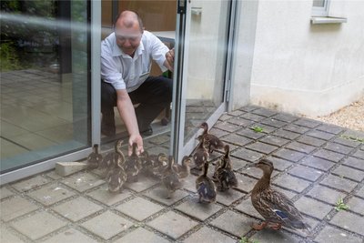 Mario Kölling, ein Mitarbeiter an der Rezeption, umsorgt die Entenkinder liebevoll.
