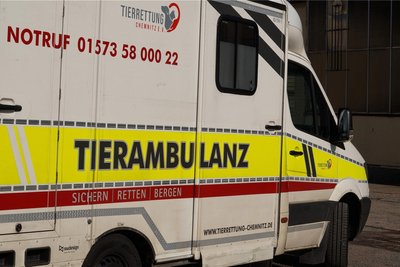 Zu über 800 Einsätzen ist die Tierrettung Chemnitz 2023 ausgerückt. Wildtiere wie Schlangen sind laut dem Reptilienspezialist Ralph Lohwasser jedoch eher selten.