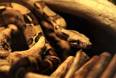 Eine junge Boa Constrictor schlängelt sich durch ihr Terrarium im Tierheim Vielau.