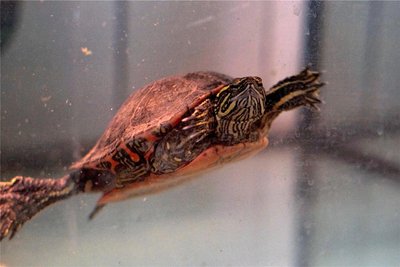 Die Schildkröten erwachen aktuell aus ihrer Winterstarre. Im Tierheim Vielau wurde extra für die Reptilien angebaut.