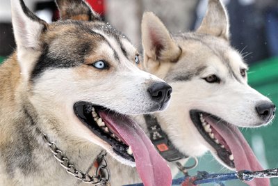 Das Schlittenhunderennen am Wochenende in Hammerbrücke ist wegen Schneemangels abgesagt worden.