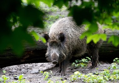 Auf der Suche nach Futter bleiben Wildschweine nicht nur im Wald, sondern wagen sich auch in heimische Gärten vor.