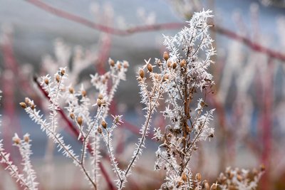 Bis zu minus 30 Grad wurden in Mittelsachsen schon gemessen - vor 70 Jahren.