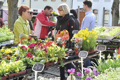 Zum Tulpenmarkt ist am Samstag von 10 bis 16 Uhr auf den Adorfer Marktplatz eingeladen.
