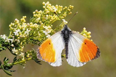 Welche Insekten schwirren über die Weisen im Vogtland? Im Bild ist der Aurorafalter zu sehen.