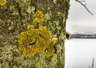 Flechten und Moose lassen sich gerne auf Bäumen nieder, wie dieser Ahorn bei Großrückerswalde beweist. 