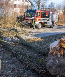 In Zwönitz musste die Feuerwehr am Samstag einen umgestürzten Baum beseitigen. 