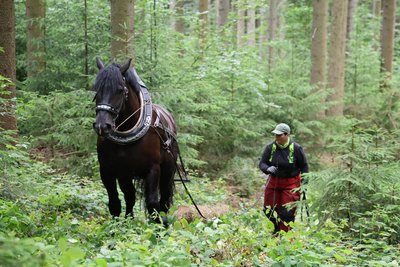 Die Arbeit im Wald ist das Training für die Wettkämpfe.