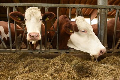 Vor allem Rindern und Schafen, aber auch Lamas, droht die Blauzungenkrankheit. Übertragen wird der auslösende Virus von blutsaugenden Insekten.