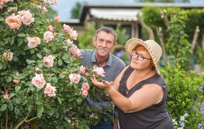  Zart und duftend: KleingärtnerArno Badura freut sich über seine Rosen. Lob dafür gibt es von Gartendoktor Katrin Keiner. 