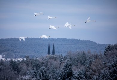 Ungewöhnlich große Gruppen von Schwänen sind derzeit unter anderem an und im Umfeld der Talsperre Pirk zu sehen. Beobachtungen von mehr als 40 Tieren an einer Stelle sind dabei keine Seltenheit.