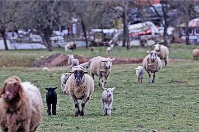 In der Nähe des Reinholdshainer Gewerbegebiet weiden Ehrlichs Schafe.